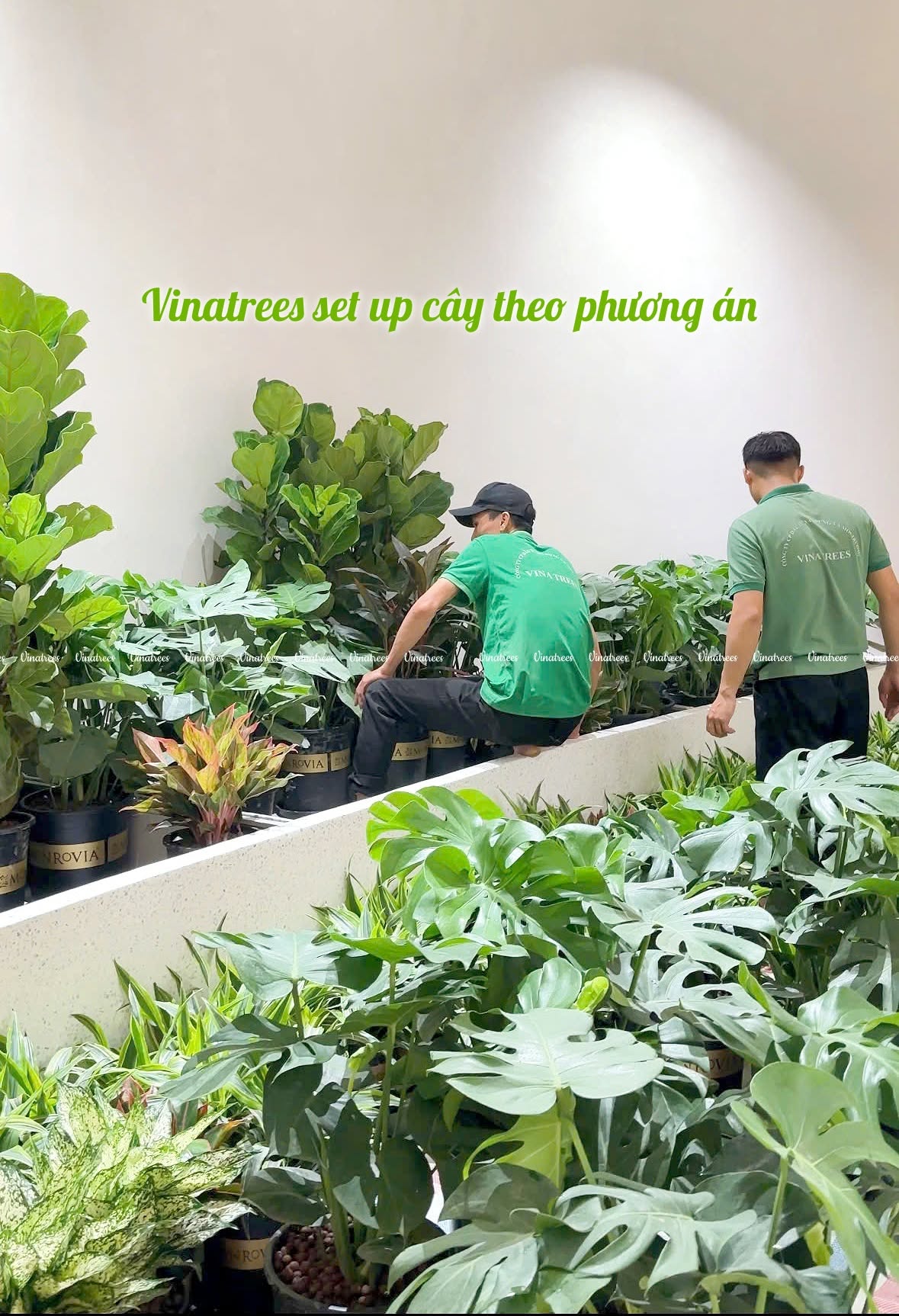 Nhân viên Vinatrees setup cây theo phương án thi công cây xanh
